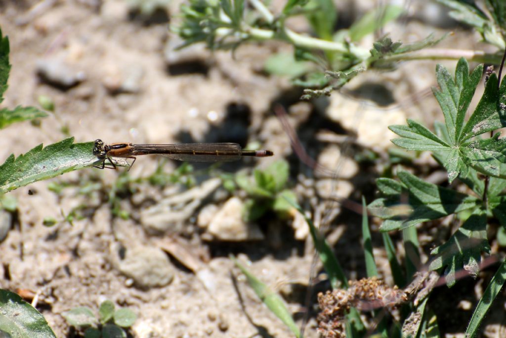 Tutte Ischnura elegans?  S, femmine immature di varie 